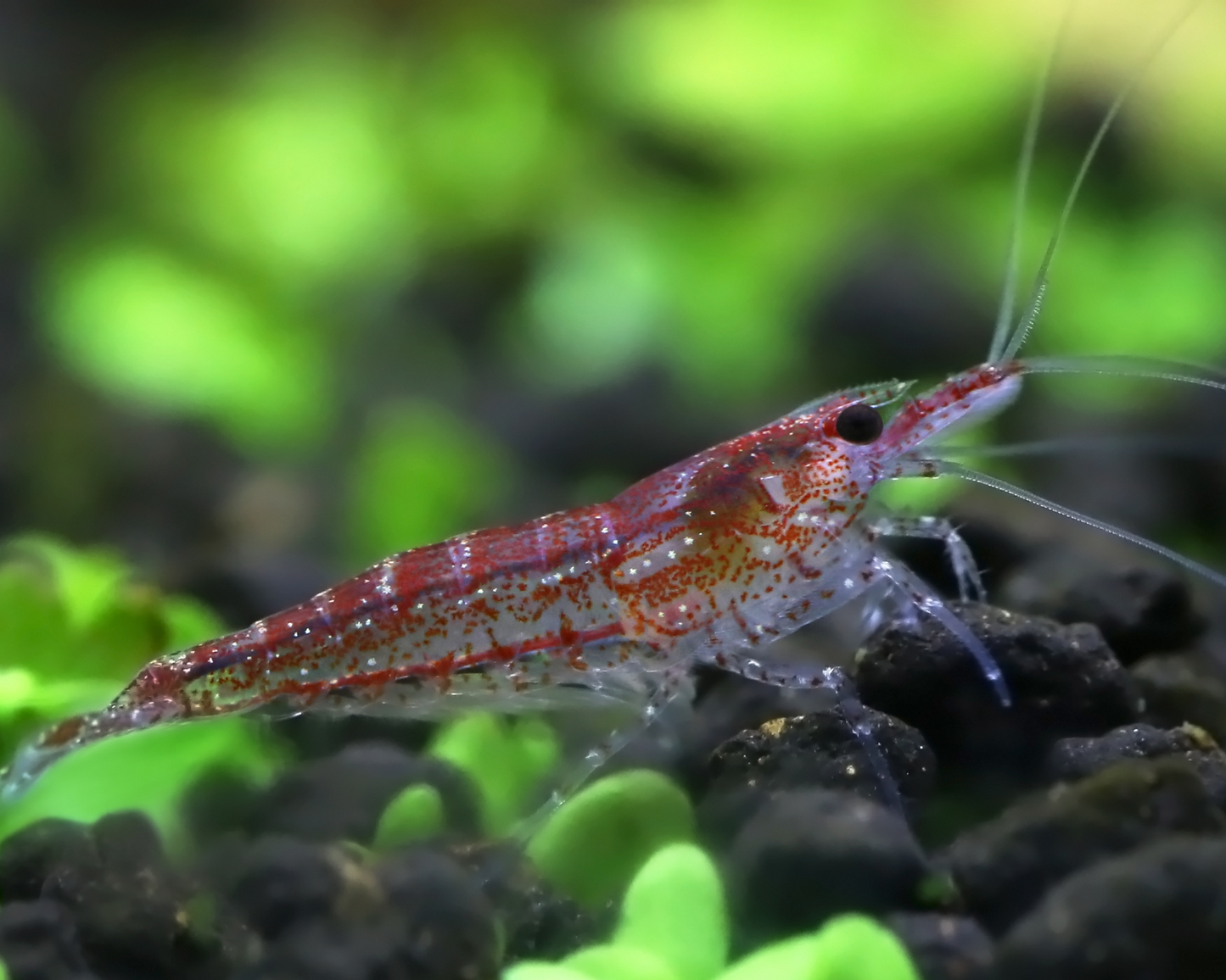 Cherry Shrimp