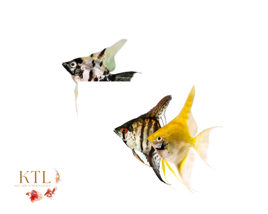 Assorted Angelfish