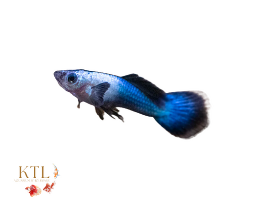 Dwarf Panda Guppy Pair 3cm