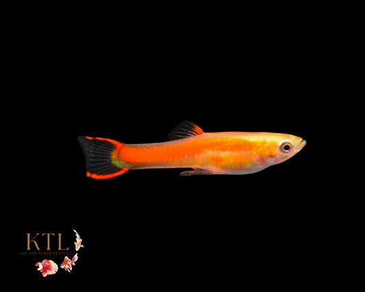 Chilli Endler