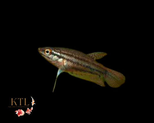 Croaking Gourami