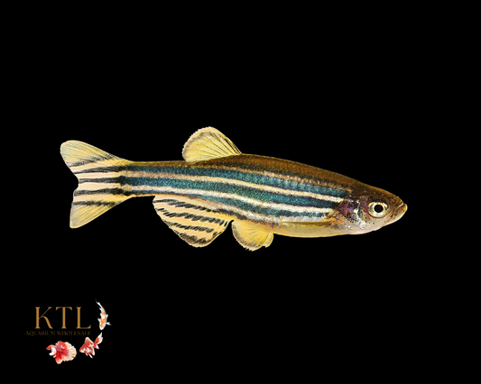 Zebra Danio