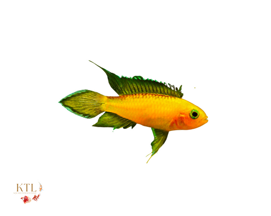 Apistogramma Agassizi Red Gold