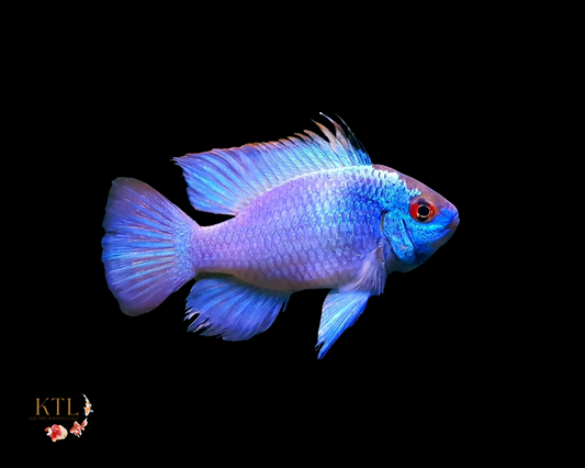 Electric Blue Ram 3cm