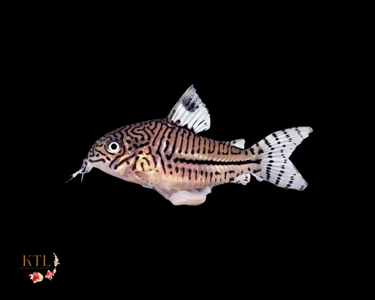 Julli Corydora