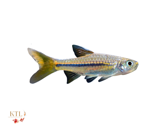 Rasbora Sarawakensis