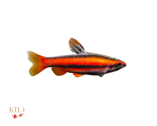 Red Pencil Fish