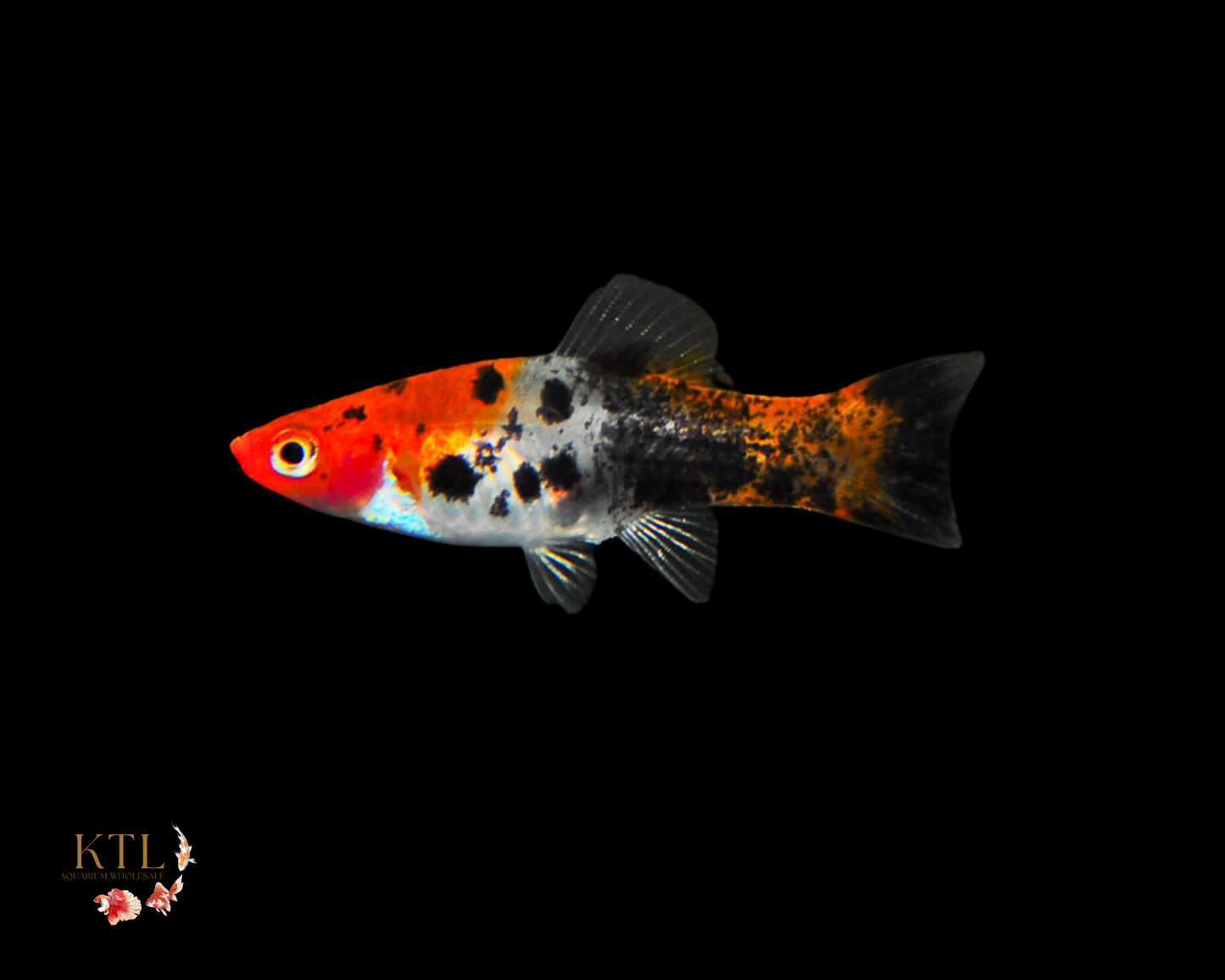 Sanke Swordtail