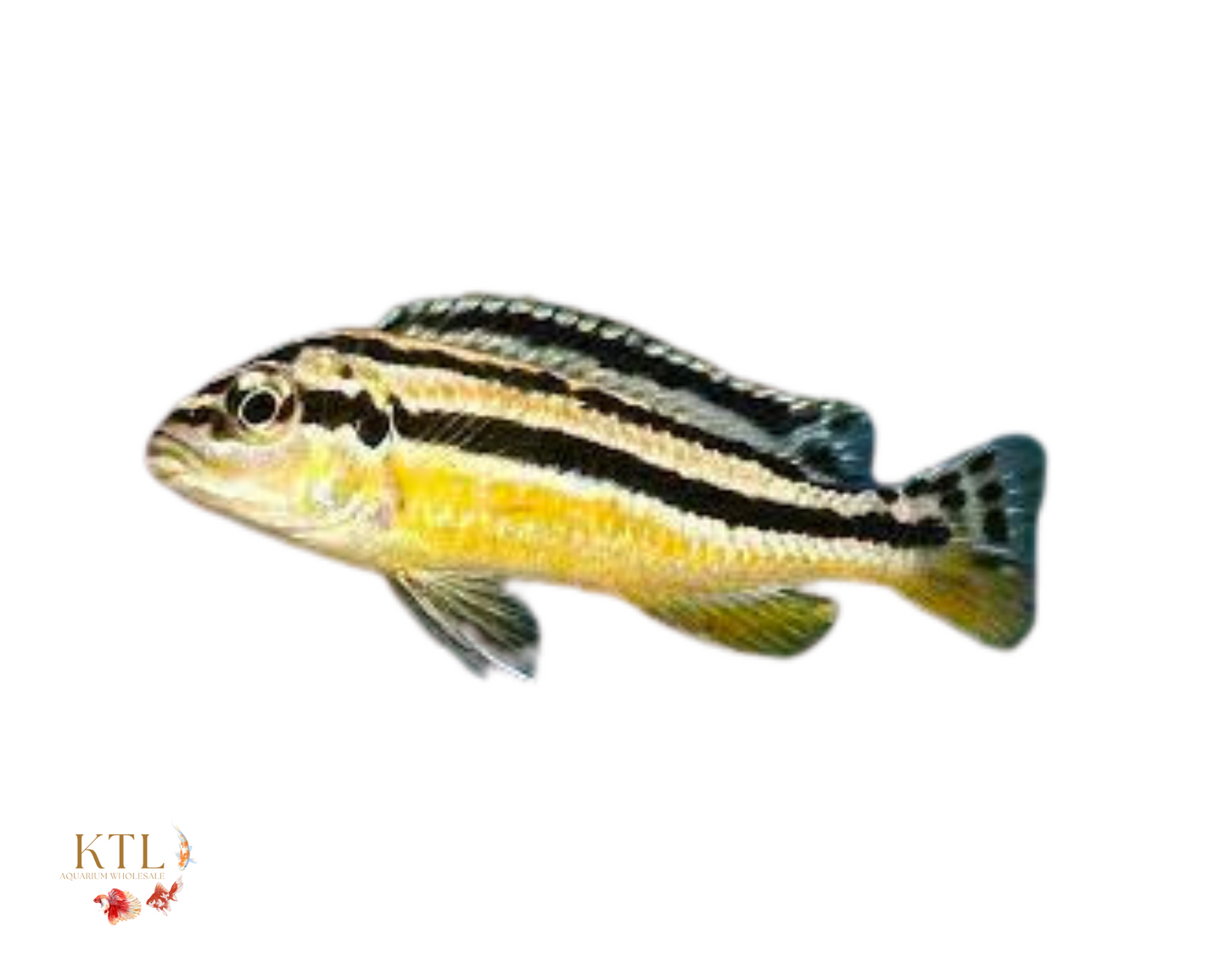 Yellow Auratus Cichlid