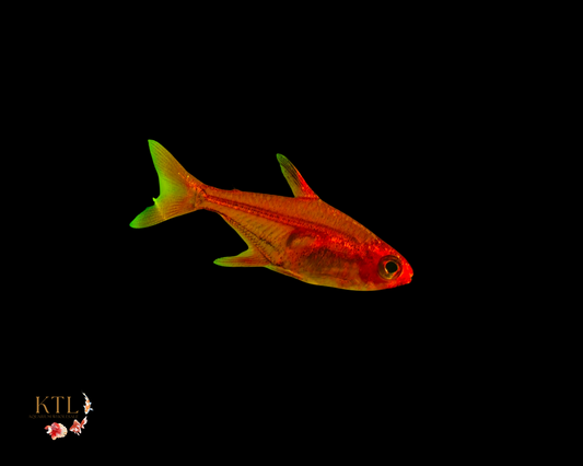 Ember Tetra