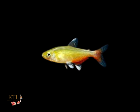 Blood Fin Tetra