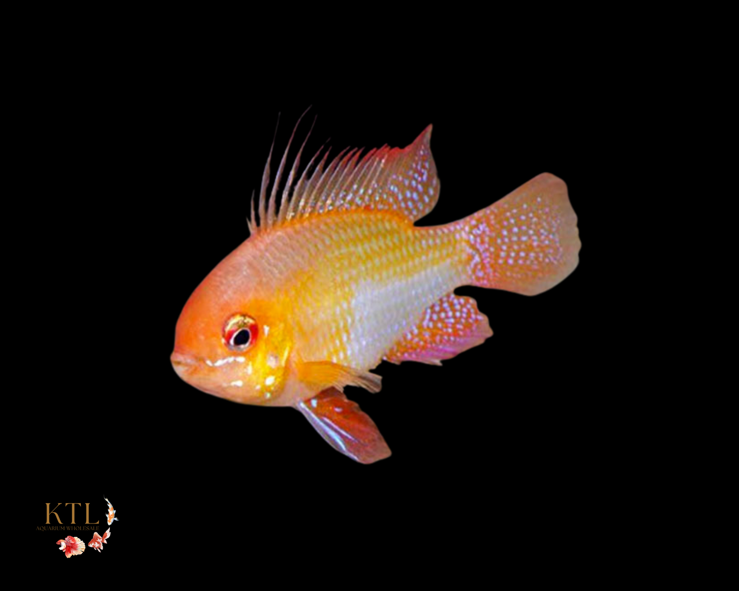 Gold Balloon Ram