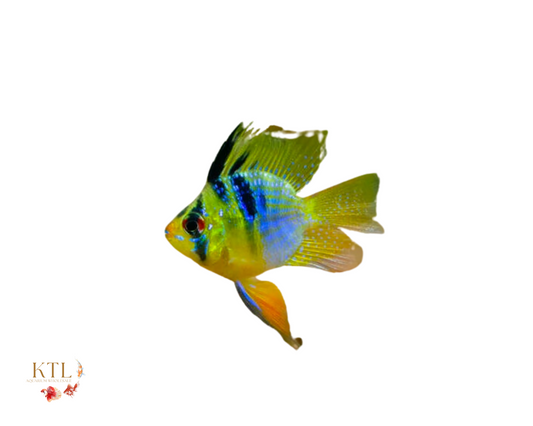 Balloon Ram 3cm