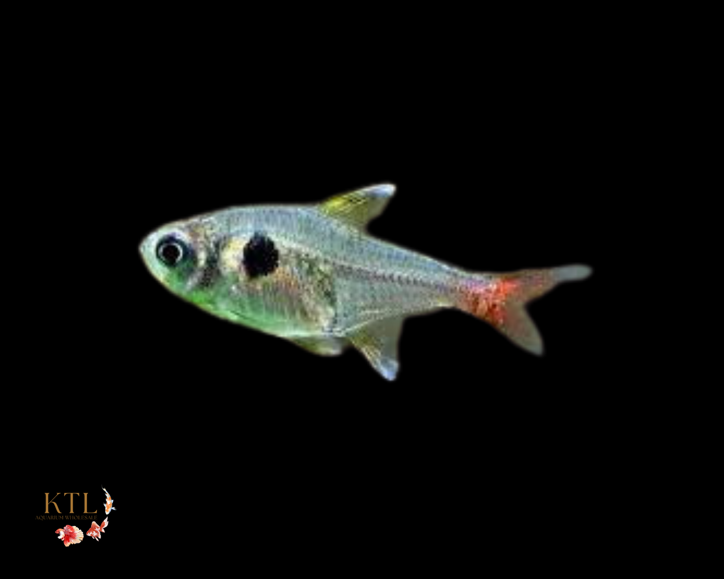 Gold Phantom Tetra