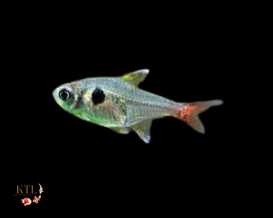 Gold Phantom Tetra