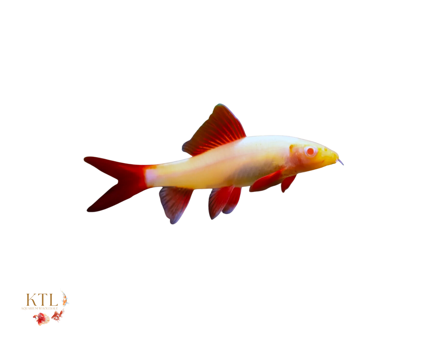 Albino Rainbow Shark