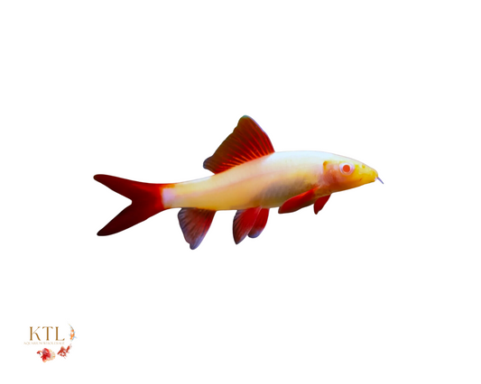 Albino Rainbow Shark