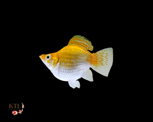 Golden Balloon Molly
