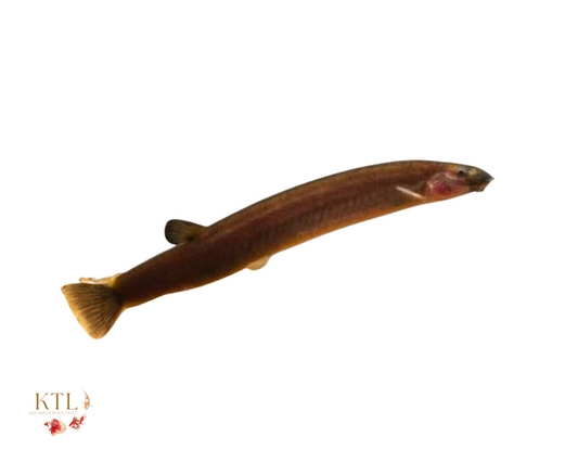 Pangio Oblonga 4-5cm