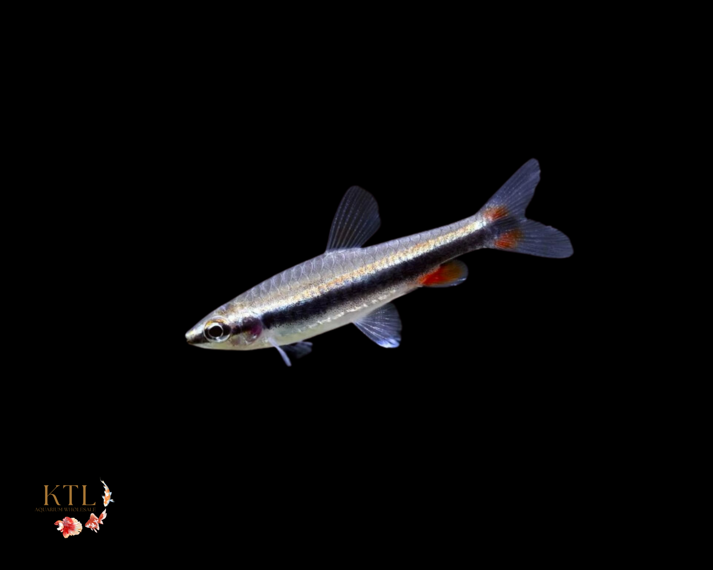Golden Pencil Fish