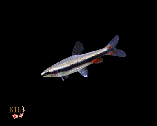 Golden Pencil Fish