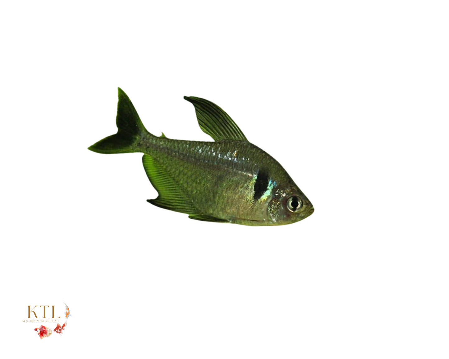 Black Phantom Tetra