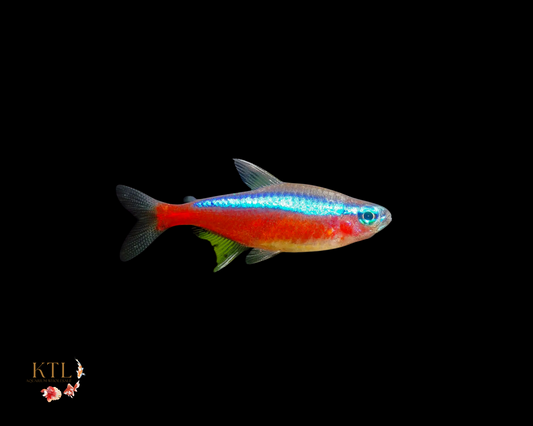 Cardinal Tetra