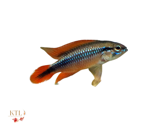 Apistogramma Agassizi Double Red