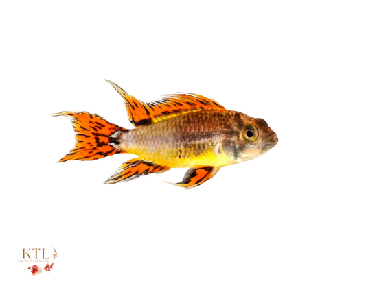 Apistogramma Cacatuoides