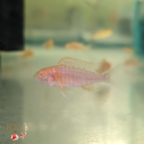 Albino Peacock (Aulonocara)
