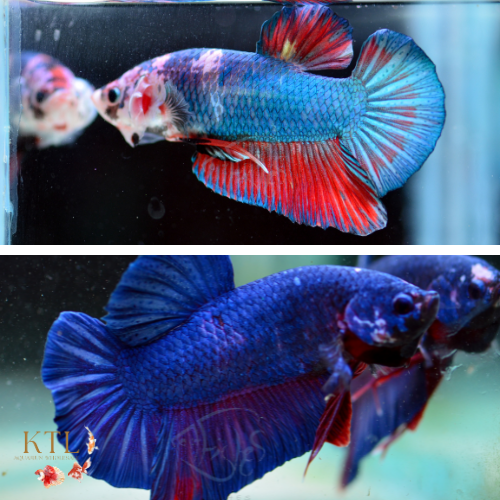 Giant Multicolour HMPK
