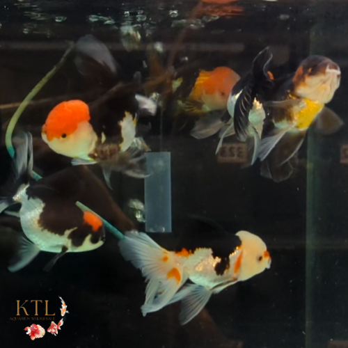 Tri-Colour Oranda