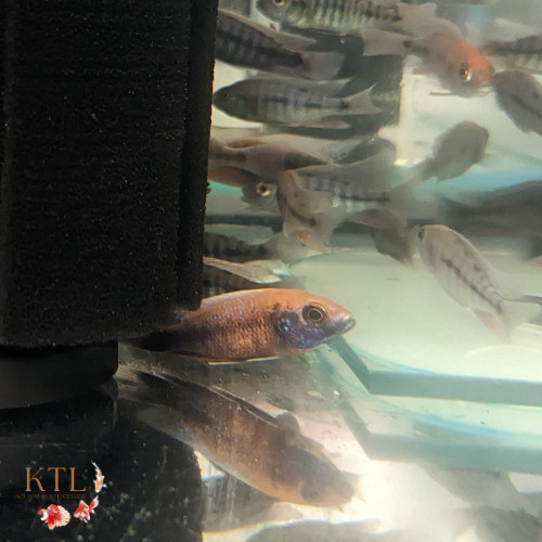 Sulfurhead Peacock 4-5cm