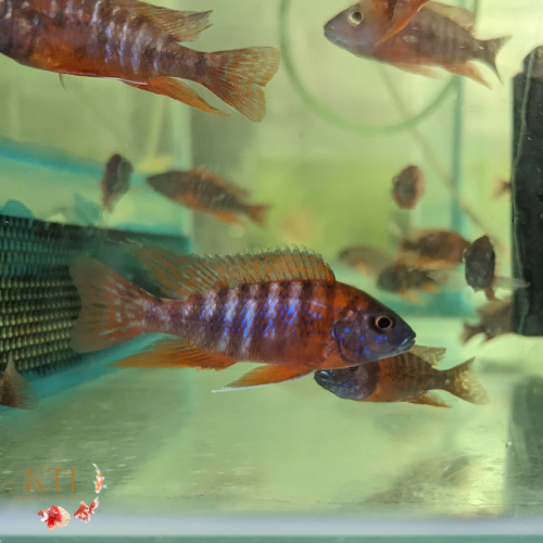 Red Peacock (Aulonocara) 4-5cm