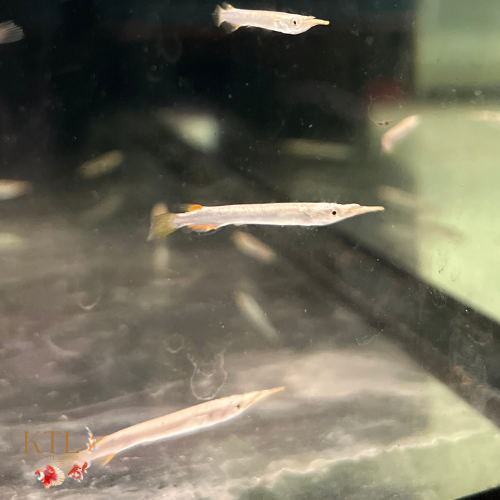 Platinum Halfbeak