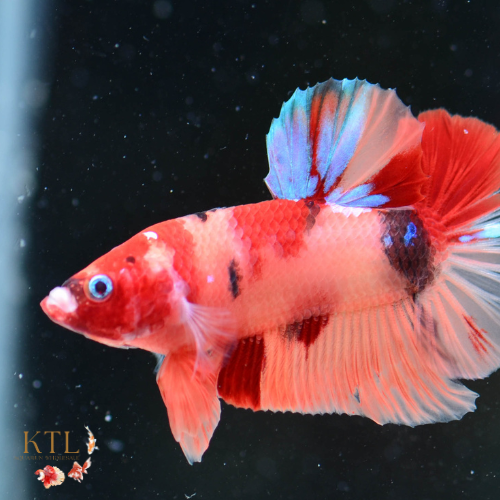 Nemo/ Candy HMPK