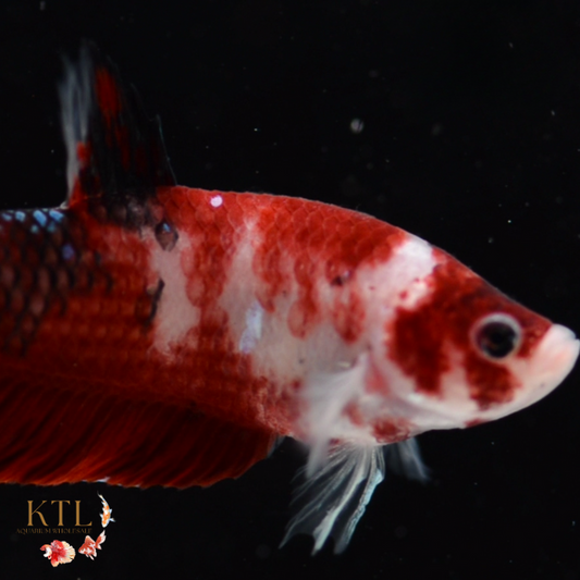 Koi HMPK