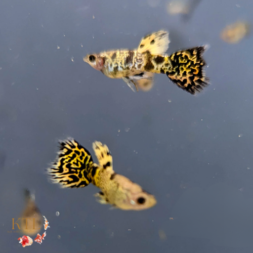 Yellow Tiger Guppy Pair 3cm