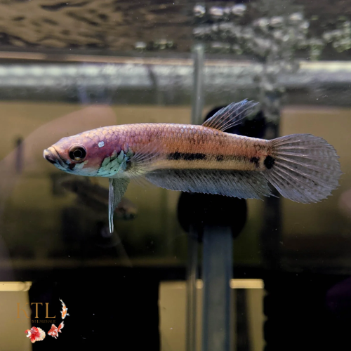 Betta Ocellata Unsexed 5cm