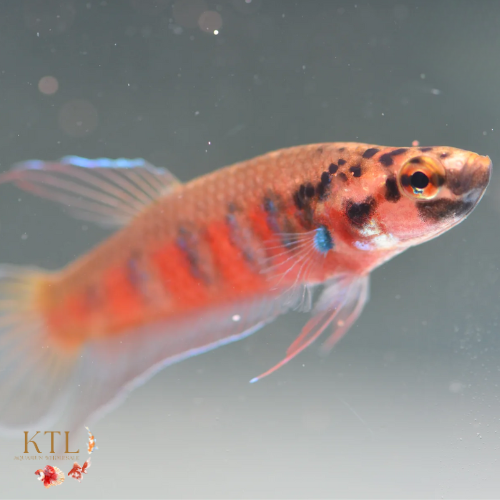 Betta Rubra Unsexed 3cm