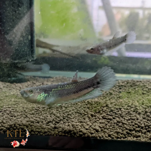 Betta Unimaculata Unsexed 5-7cm