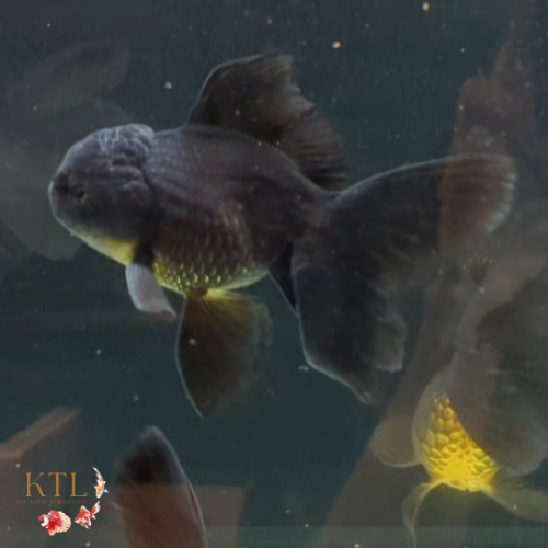 Black Oranda