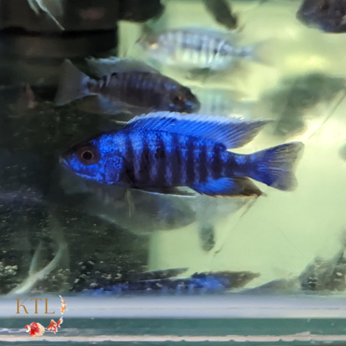 Blue Malawi Peacock (Aulonocara) 5-6cm