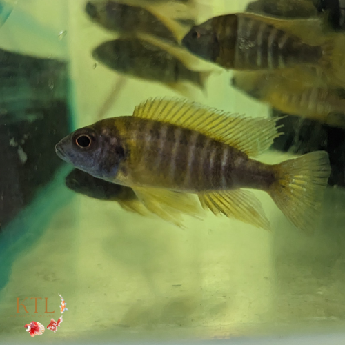 Yellow Peacock (Aulonocara) 5cm
