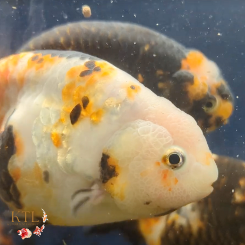 Calico Lionhead Ranchu 11-12cm