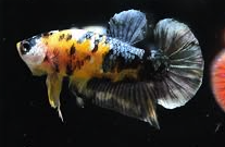Yellow Copper Koi HMPK