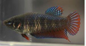 Traditional Plakat Female