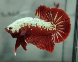 Red Samurai HMPK