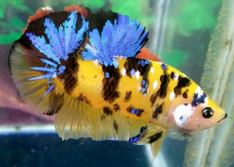 Yellow Galaxy HMPK
