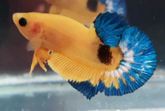 Yellow Hellboy HMPK